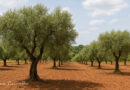 🎥 A evolução da agricultura em Portugal nas últimas décadas